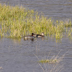 Green-winged Teal