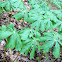 Mayapple