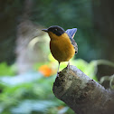 Chorister Robin-Chat