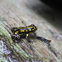 Yellow Striped Poison Frog