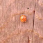 Ladybug