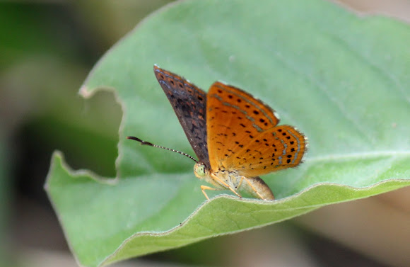 Spotting Image 1