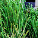 Club Moss