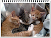 Regalo Gatitos De 2 Meses Todos Machos Amarillo