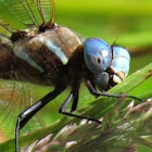 Blue-eyed Darner