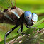 Blue-eyed Darner