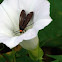 Yellow-collared scape moth