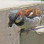 European House Sparrow (male)