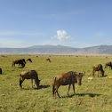 Gnu