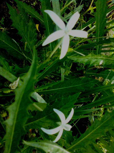 Spotting Image 1