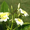 Frangipani