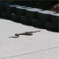 Spotting Image 1