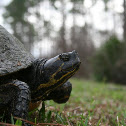 Florida Cooter