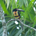 Tucancillo Collarejo