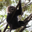 Lion-tailed macaque