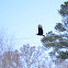 Black vulture