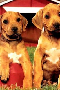 How to mod Dog Twins Puzzle lastet apk for laptop