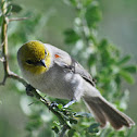 Verdin