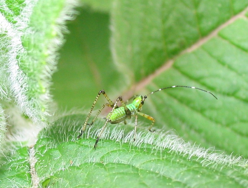 Katydid nymph