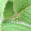 Katydid nymph