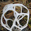 basket fungus