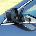 Chipping Sparrow (Attacking Its Own Reflection in a Car Mirror)