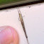Twig-like Feather-legged Spider