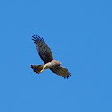 Northern Harrier