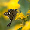 Long-tailed Skipper