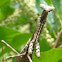 Preying Mantis