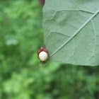 Sixspotted Orbweaver