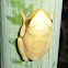 Rana trepadora