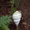 Florida Tree Snail