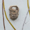Wasp nest