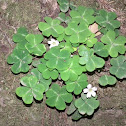 Redwood Sorrel