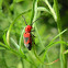 Blackened Milkweed Beetle