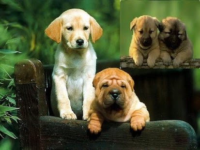 How to get The Ultimate Dog Care lastet apk for pc