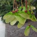 maple