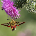 Broad-bordered Bee Hawk-moth
