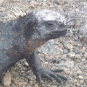 Marine Iguana