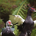 Muscovy Duck