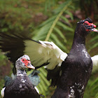 Muscovy Duck