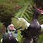 Muscovy Duck