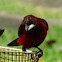 Crimson-backed Tanager