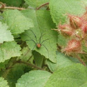 Harvestman