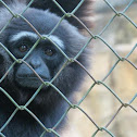 Agile Gibbon