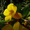 Allamanda Cathartica