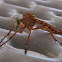 Robber Fly
