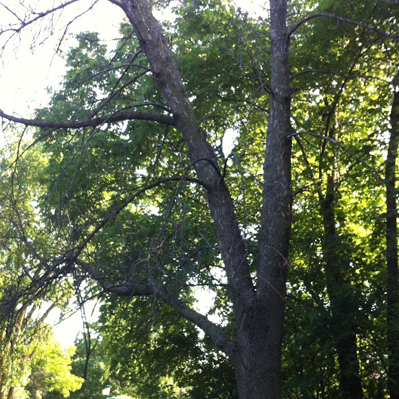 Spotting Image 1