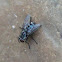 Grey Rhiniin Fly